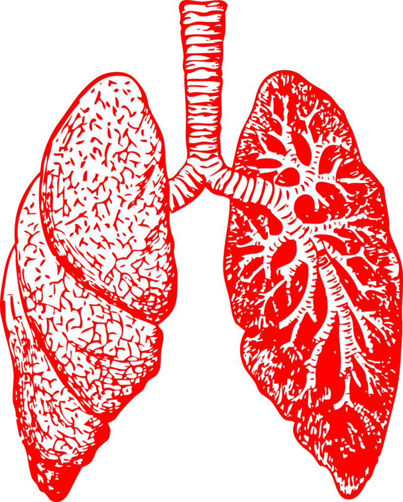 lungs, anatomy, breathing-297492.jpg